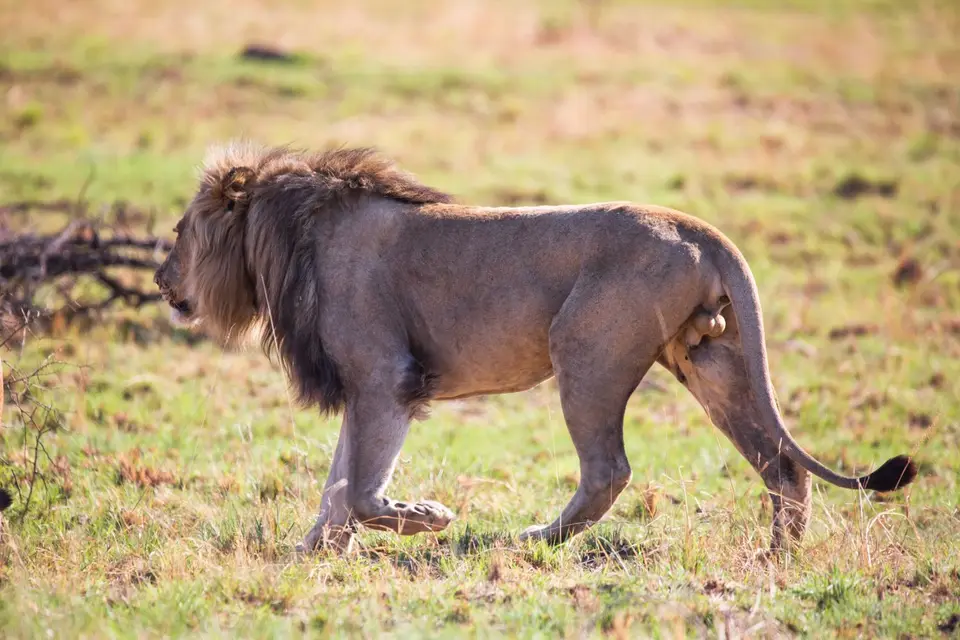 Südafrika_PilanesbergNP_205.jpg
