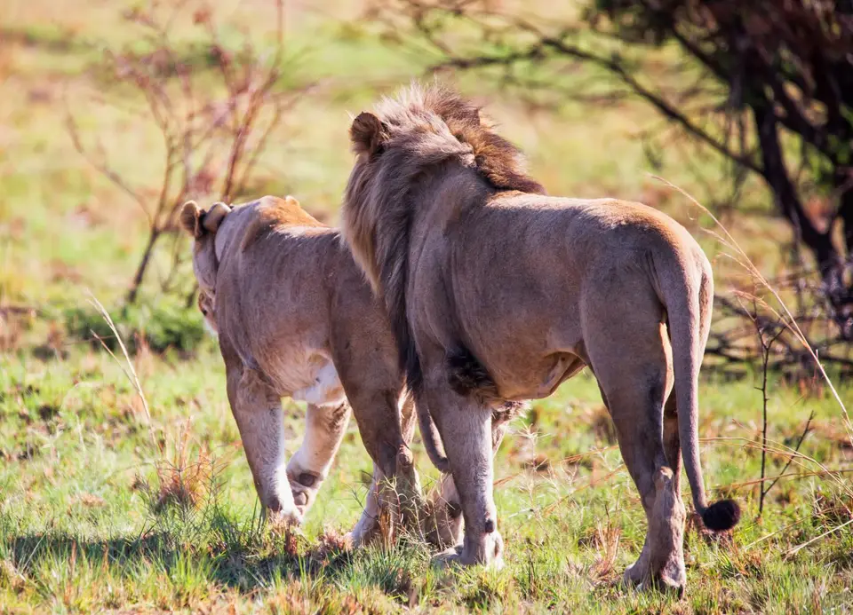 Südafrika_PilanesbergNP_206.jpg