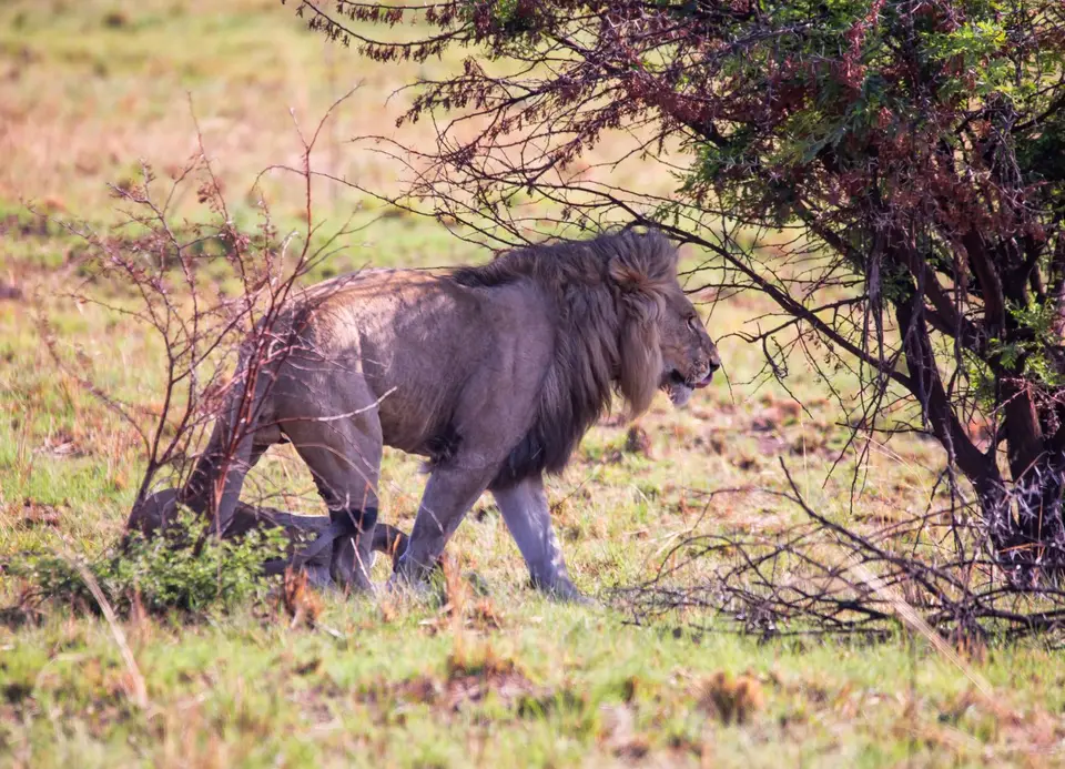 Südafrika_PilanesbergNP_208.jpg