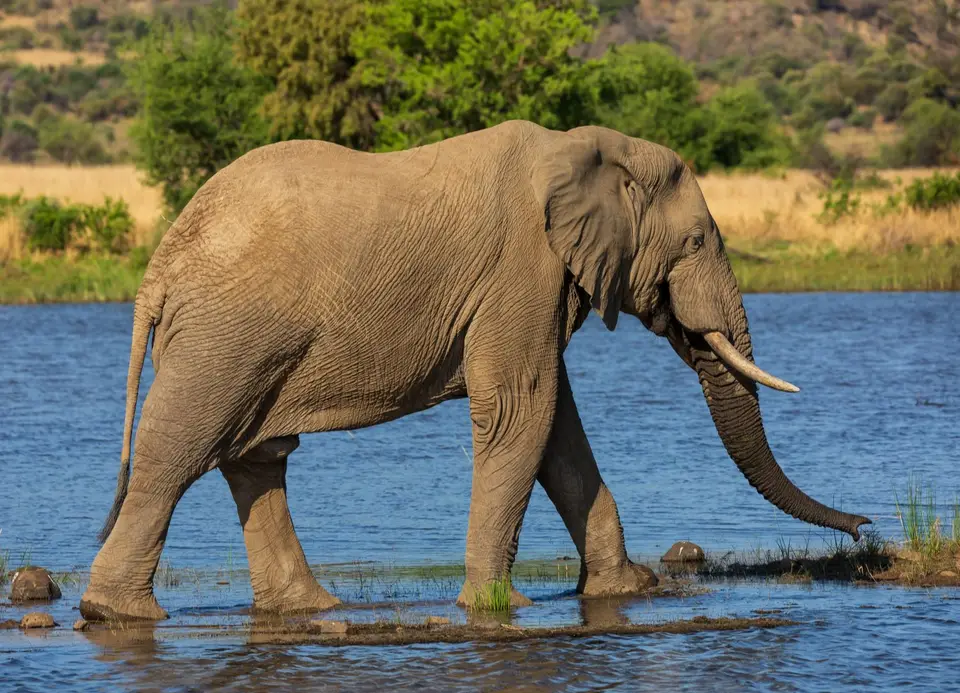 Südafrika_PilanesbergNP_219.jpg