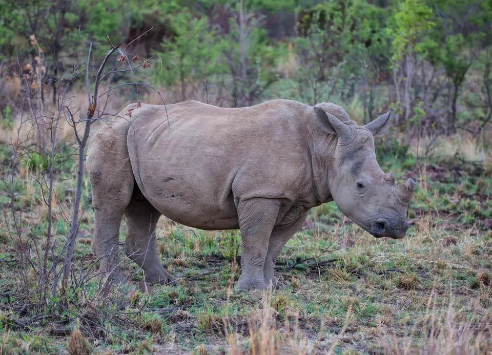 Südafrika_PilanesbergNP_224.jpg