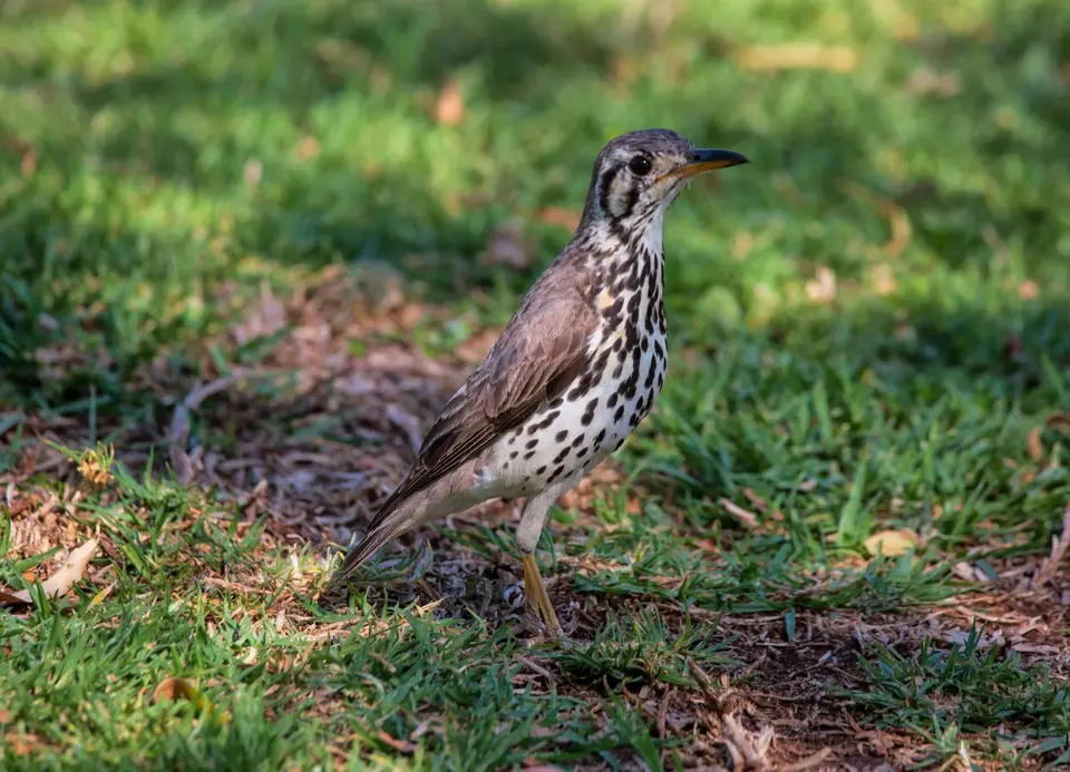 Südafrika_SunCity_009.jpg