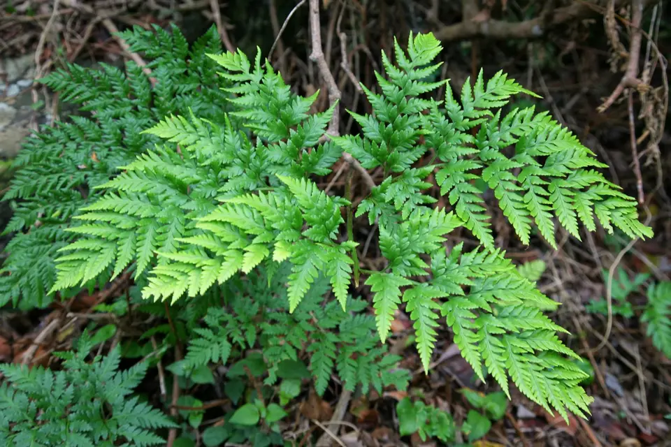 Südafrika_TsitsikamaNP_045.jpg