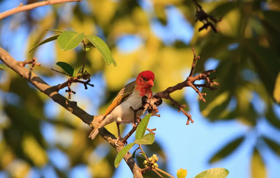 Südafrika_Tzaneen_CountryLodge_009.jpg