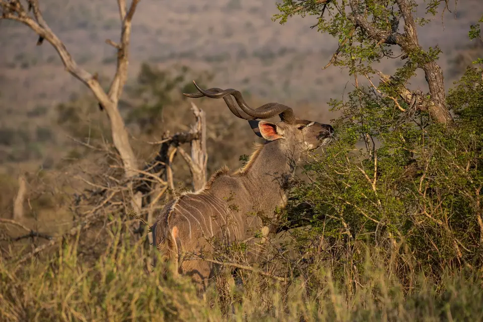 Südafrika_UmfoloziGR_033.jpg