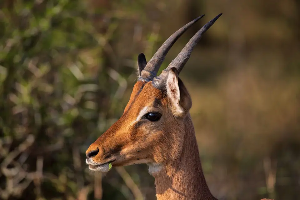Südafrika_UmfoloziGR_069.jpg