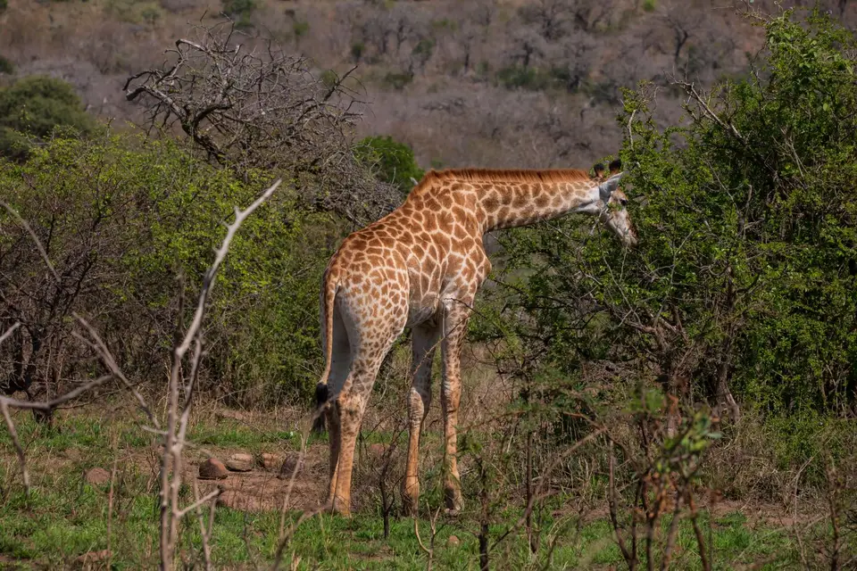 Südafrika_UmfoloziGR_092.jpg