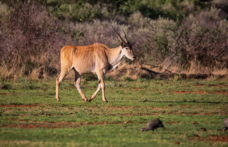 Südafrika_Vryburg_Morakane_07.jpg