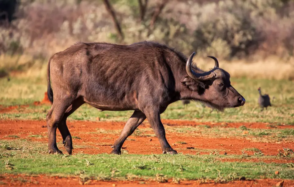 Südafrika_Vryburg_Morakane_09.jpg