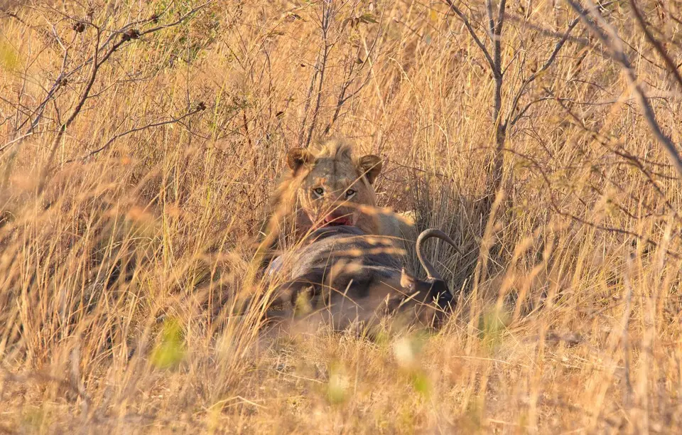 Südafrika_Waterberg_EntabeniLodge_016.jpg