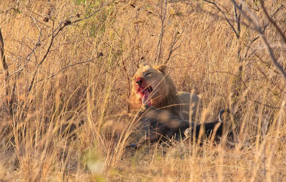 Südafrika_Waterberg_EntabeniLodge_019.jpg