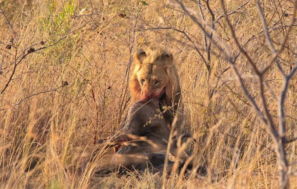 Südafrika_Waterberg_EntabeniLodge_020.jpg
