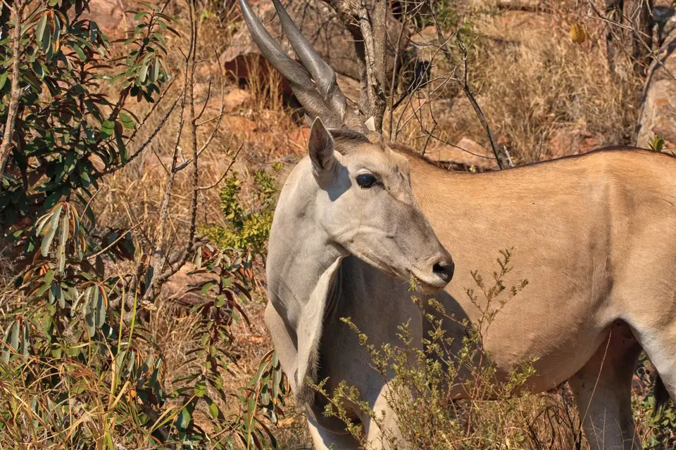 Südafrika_Waterberg_EntabeniLodge_023.jpg