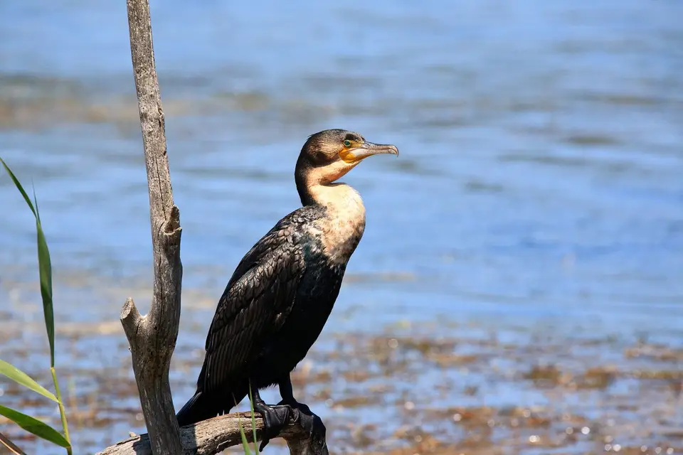 Südafrika_WildernesNP_016.jpg