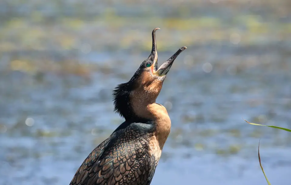 Südafrika_WildernesNP_030.jpg
