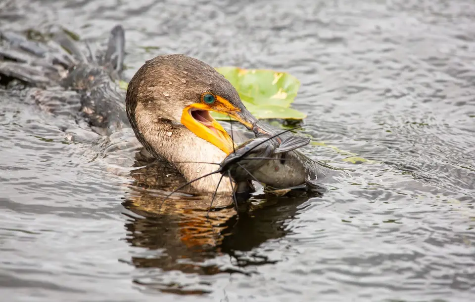 USA_Fl_EvergladesNP_054.jpg