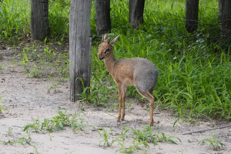 Nam21-Etosha-04.jpg