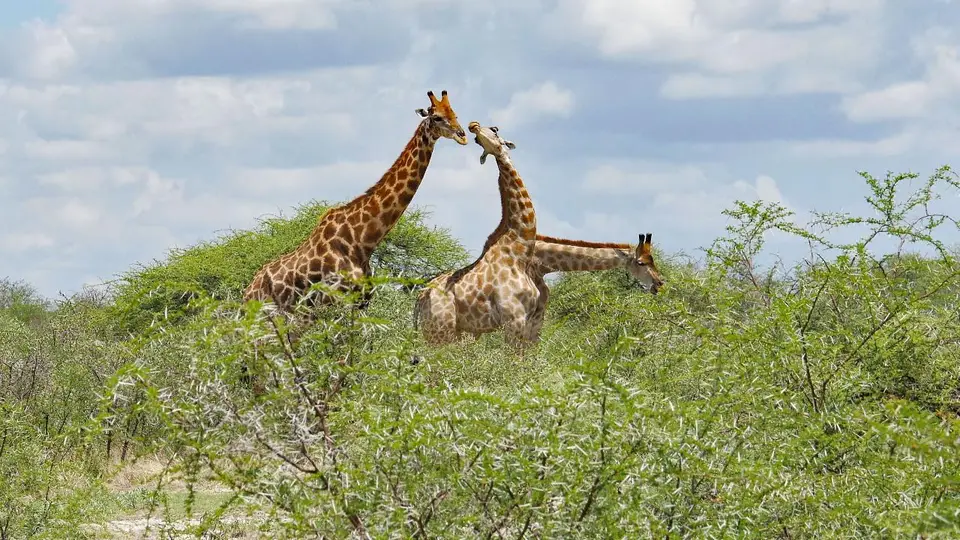 Nam21-Etosha-08.jpg