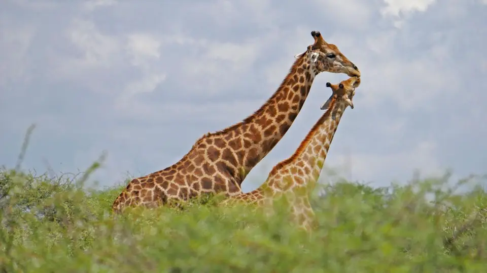 Nam21-Etosha-10.jpg