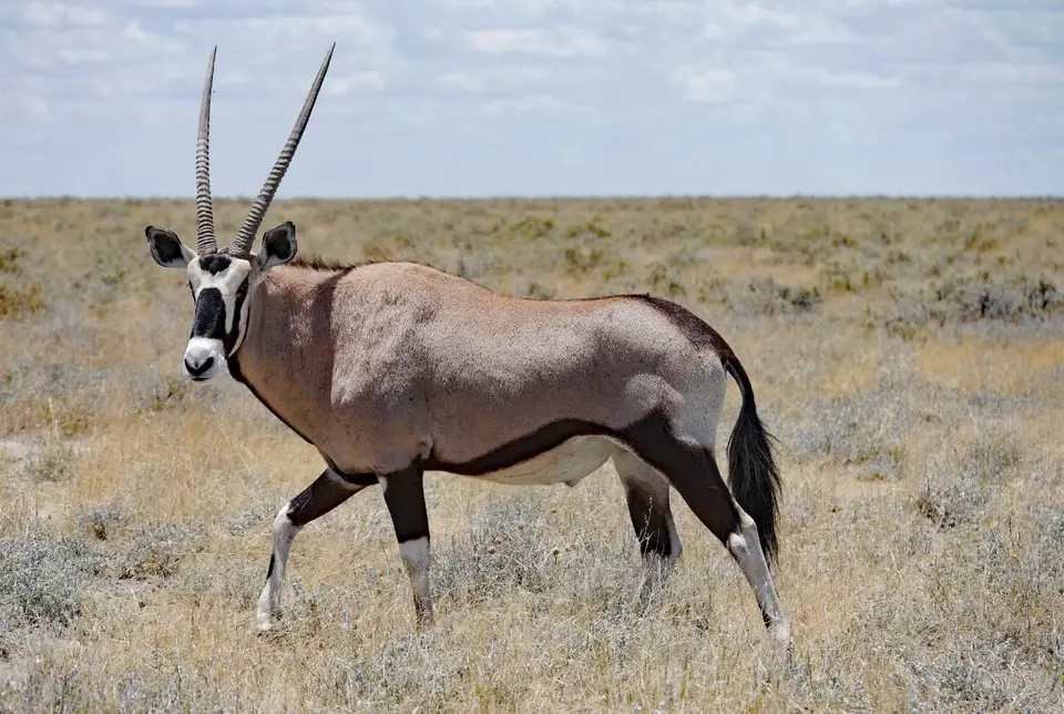 Nam21-Etosha-16.jpg