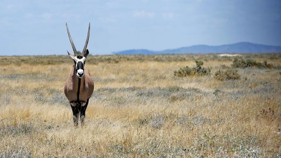 Nam21-Etosha-17.jpg