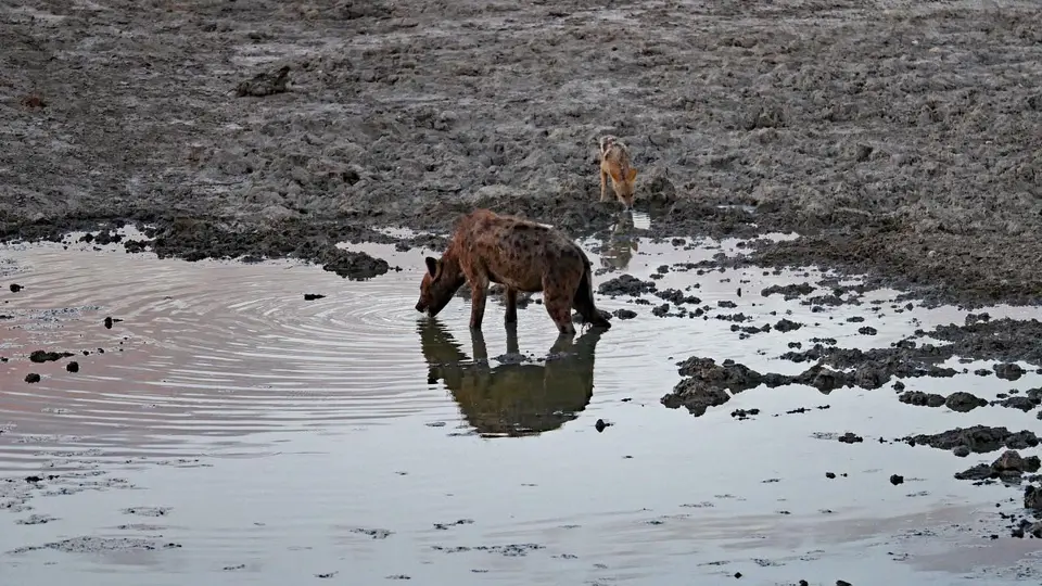 Nam21-Etosha-22.jpg