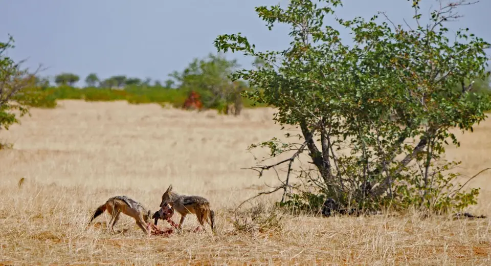 Nam21-Etosha-23.jpg