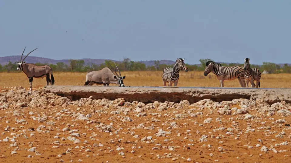 Nam21-Etosha-24.jpg