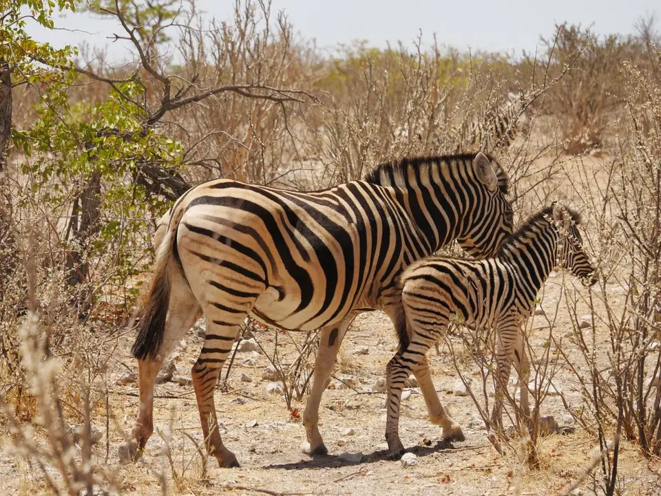 Nam21-Etosha-26.jpg