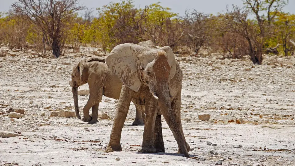 Nam21-Etosha-27.jpg