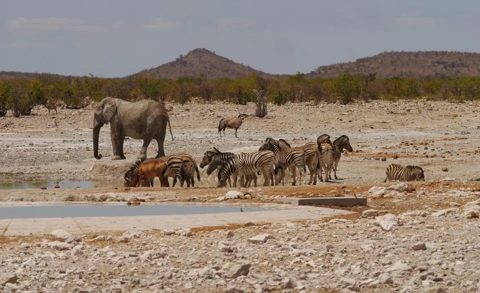 Nam21-Etosha-28.jpg