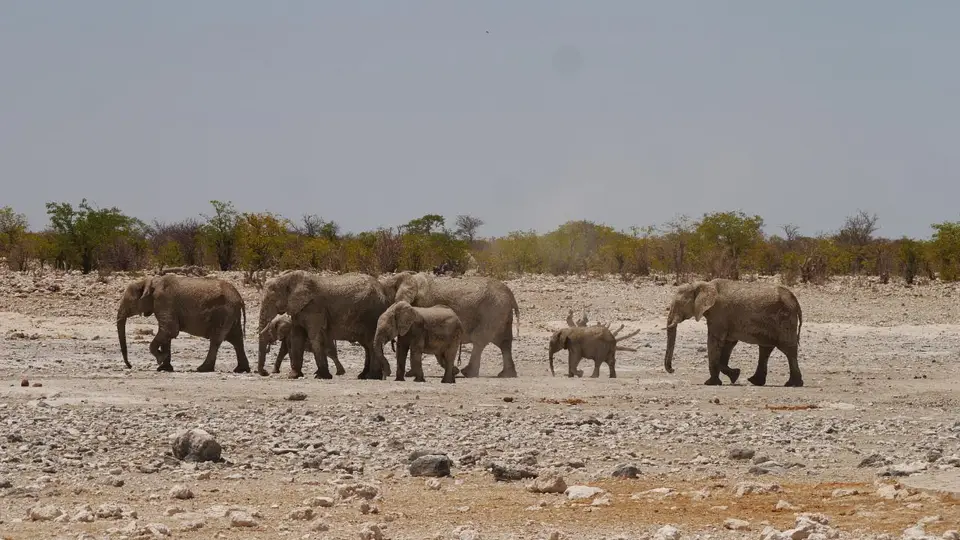 Nam21-Etosha-29.jpg