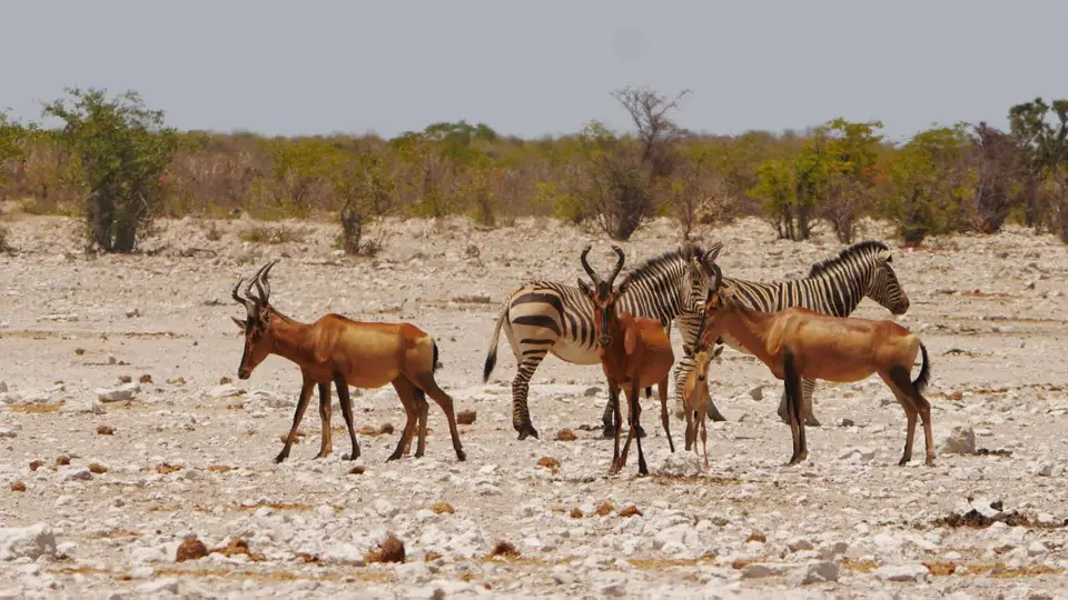 Nam21-Etosha-30.jpg