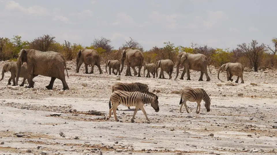 Nam21-Etosha-31.jpg
