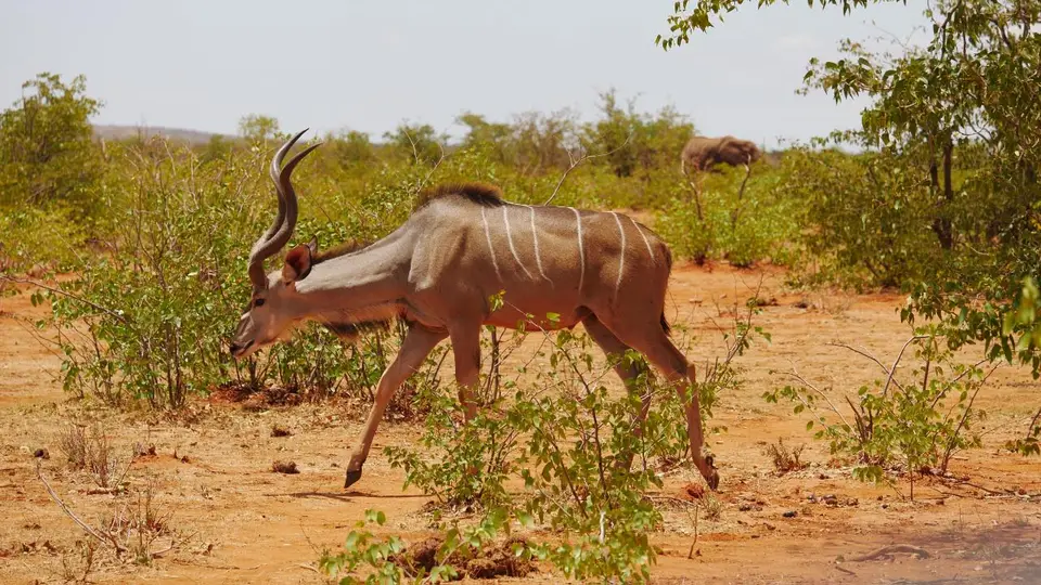 Nam21-Etosha-33.jpg