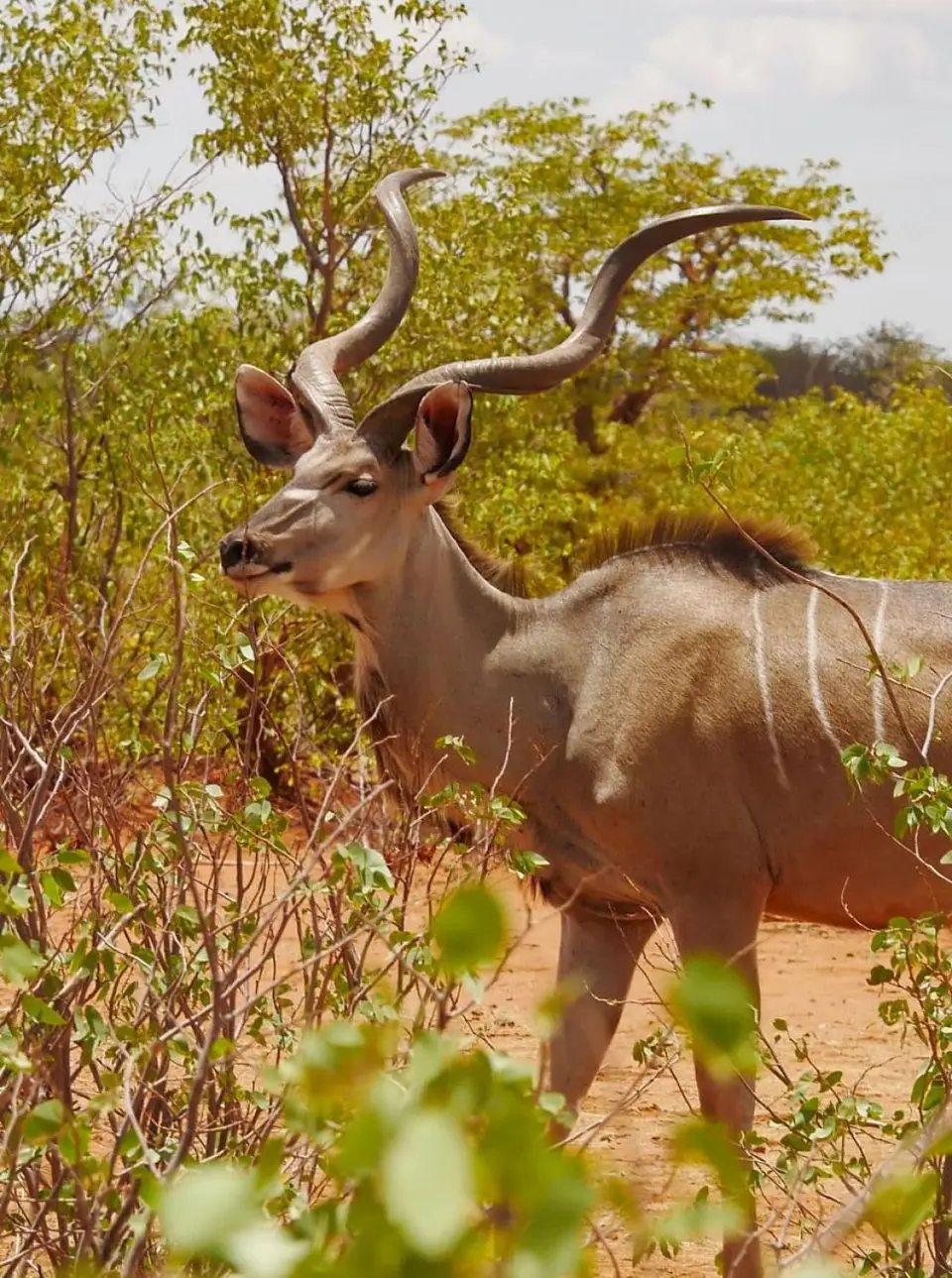Nam21-Etosha-34.jpg