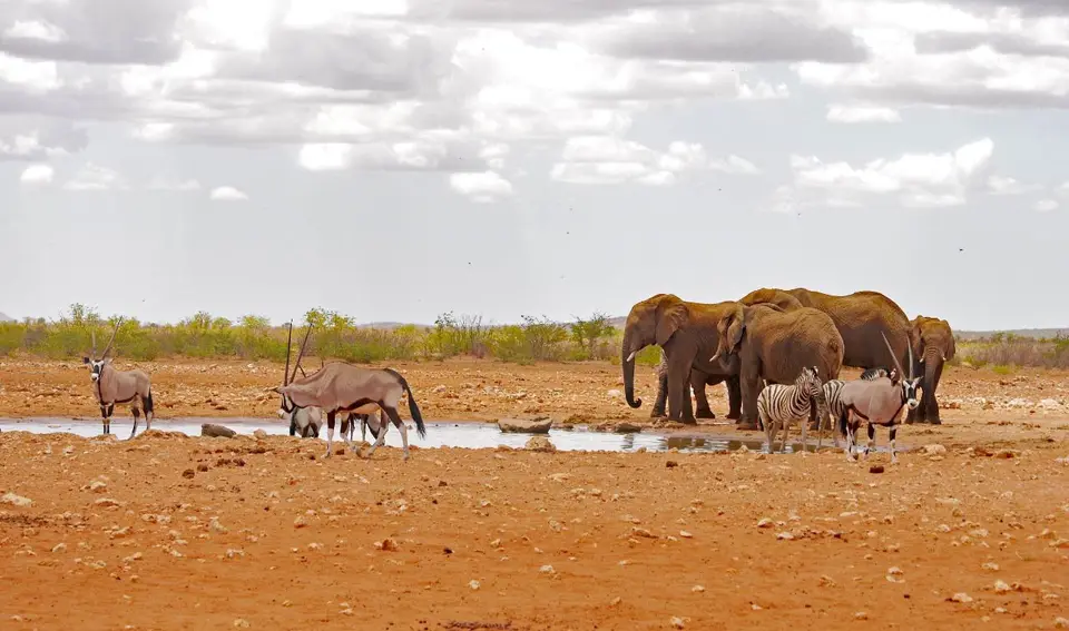Nam21-Etosha-36.jpg