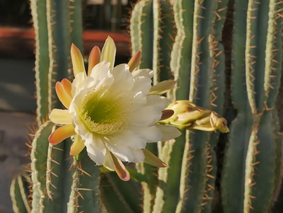 P1200431.JPG