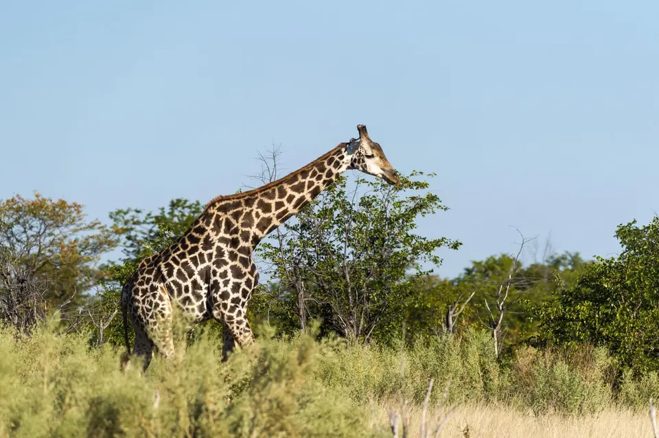 Botsuana_1056-2.jpg