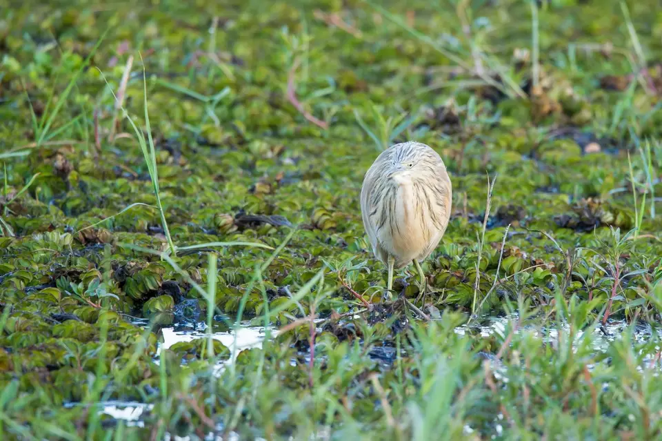 Botsuana_2269.jpg