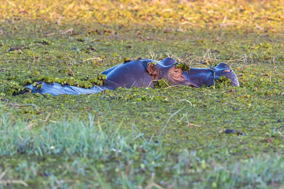 Botsuana_2275.jpg