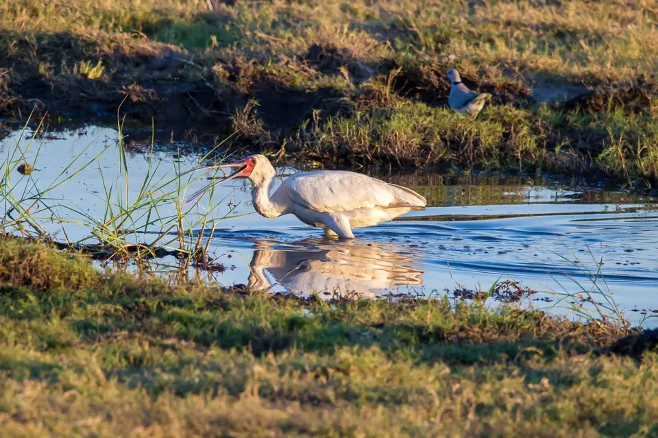 Botsuana_2283.jpg