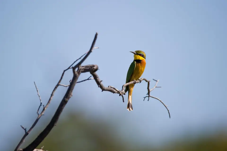 Botsuana_2803.jpg