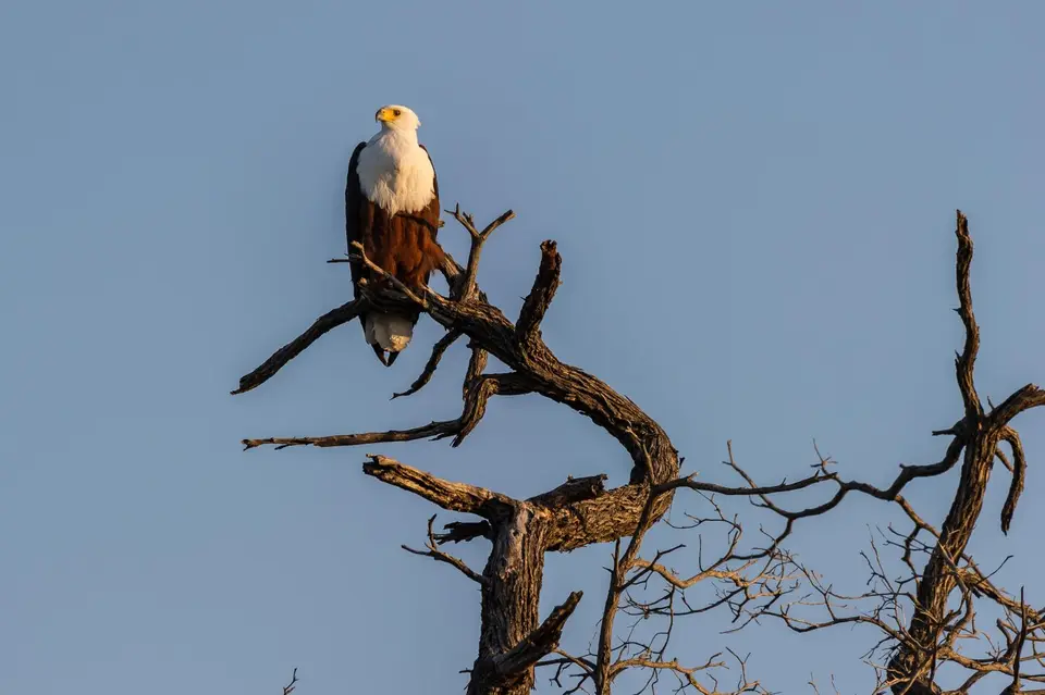 Botsuana_3069.jpg