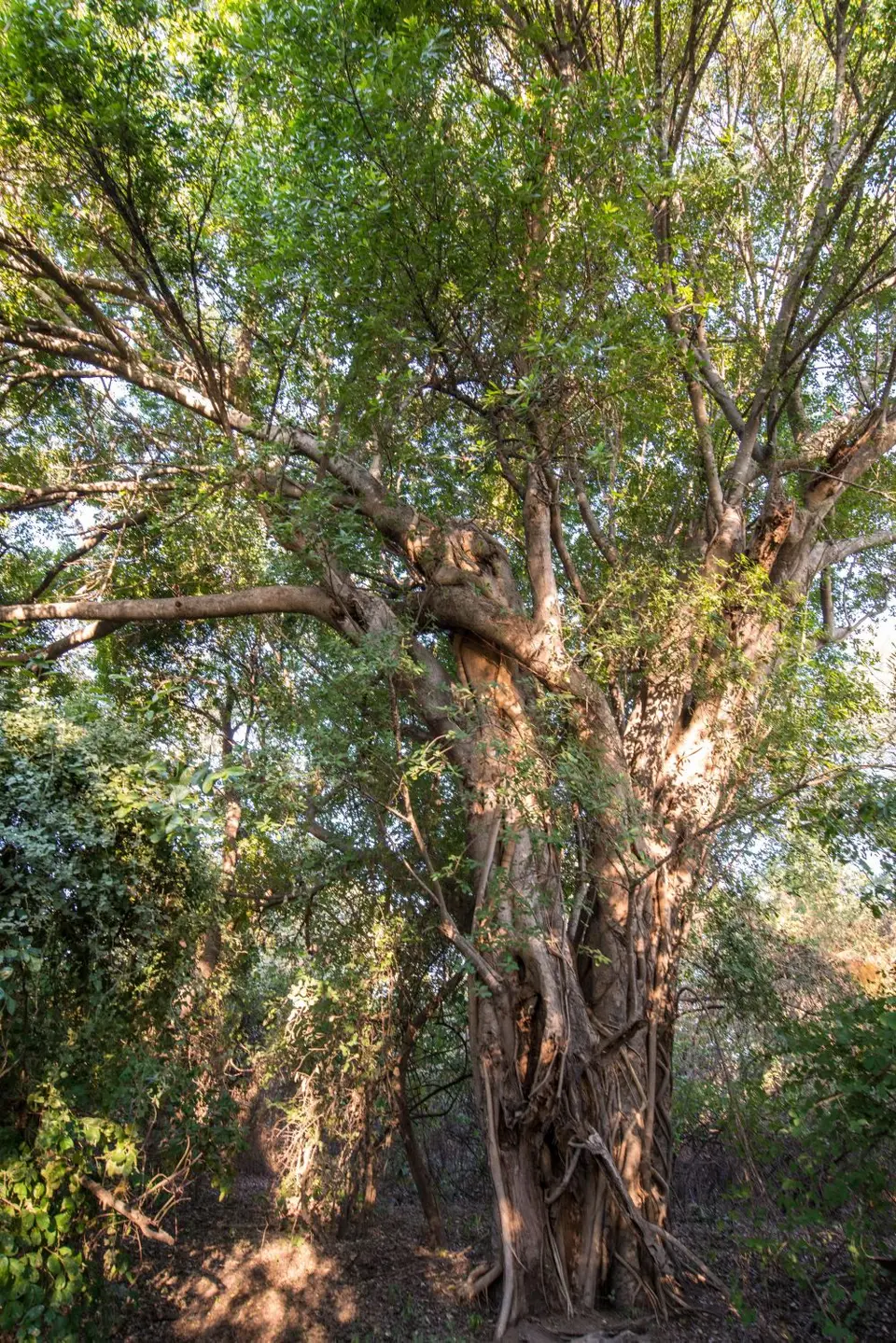 Botsuana_3385.jpg