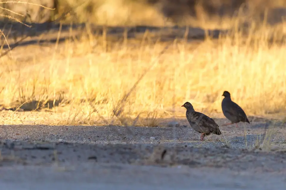 Namibia_Etosha_1111.jpg
