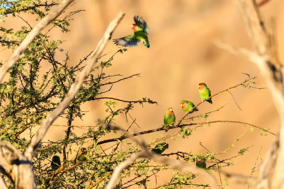 Namibia_Etosha_1139.jpg