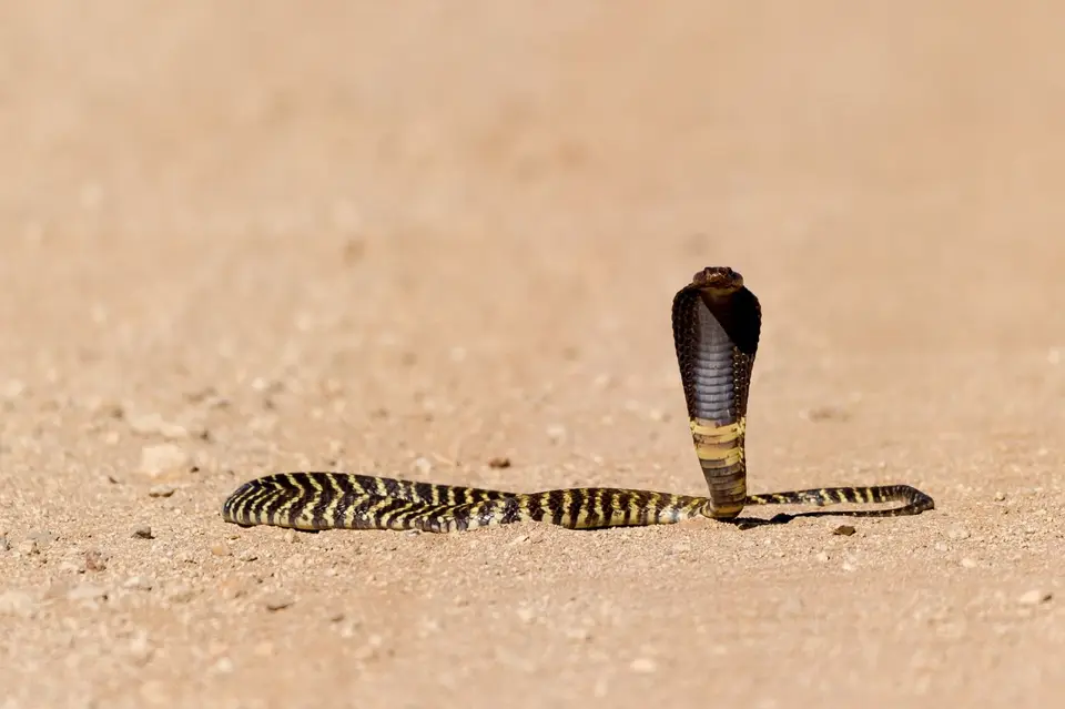 Namibia_Etosha_1158.jpg
