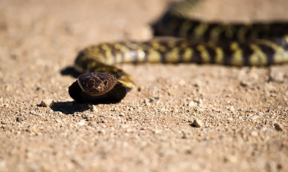 Namibia_Etosha_1160.jpg