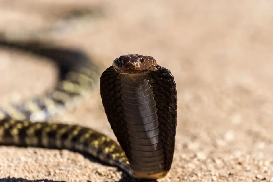 Namibia_Etosha_1163.jpg